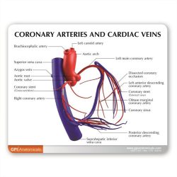 Arteries and veins labeled model