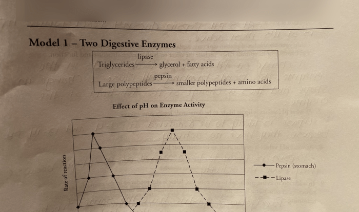 Protein structure pogil answer key ap biology