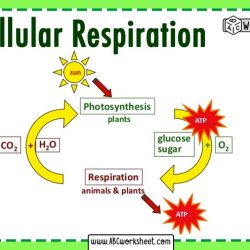 Comparing photosynthesis and cellular respiration worksheet